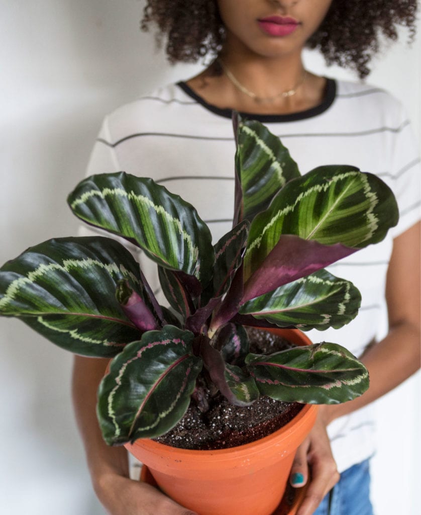 18112_product-photos_peopleplants_calathea-medallion-838x1024-2 Buy Potted Calathea Medallion Indoor Plant