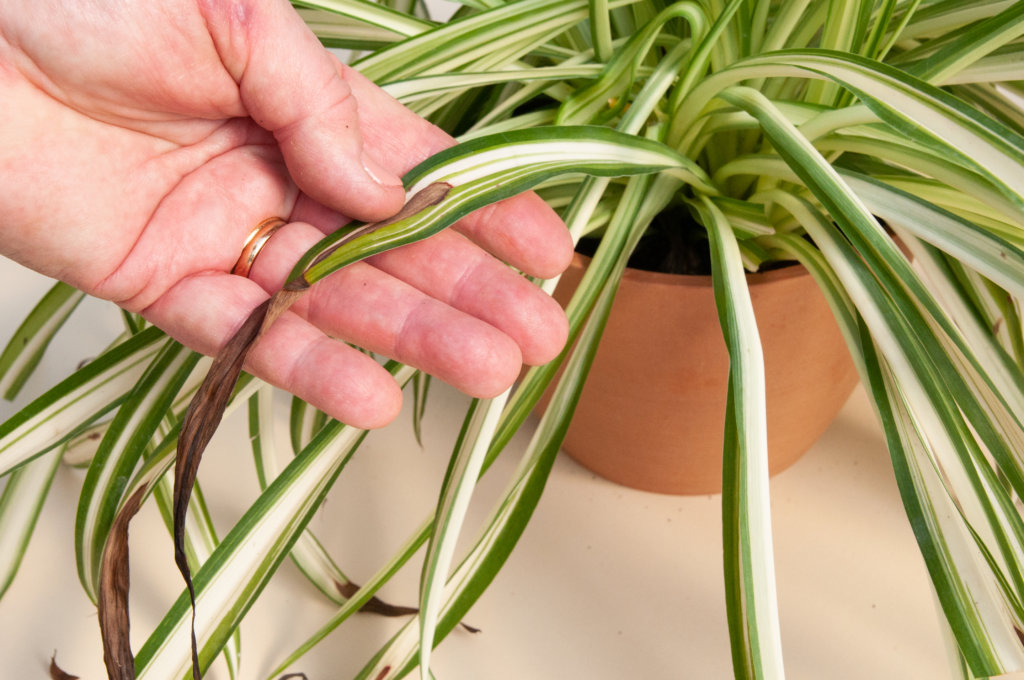 190311_bloomscape-spring-care-stills-21-1024x680-2 How to Trim Your Plants - Locate Damaged Leaves
