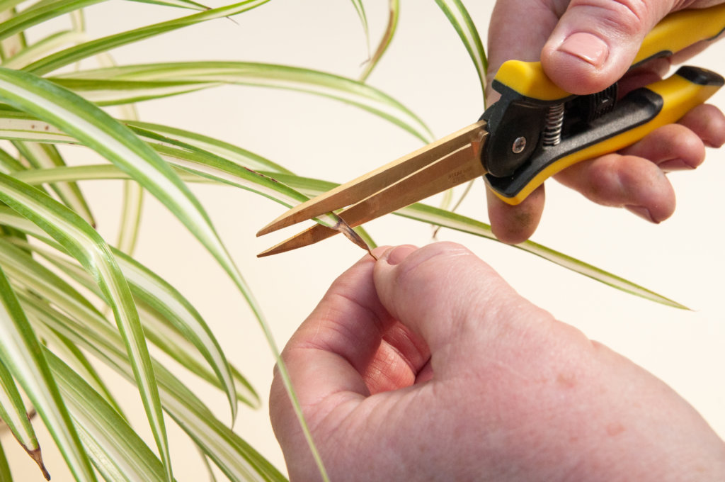 190311_bloomscape-spring-care-stills-23-1024x680-2 How to Trim Your Plants: Trim Brown Ends