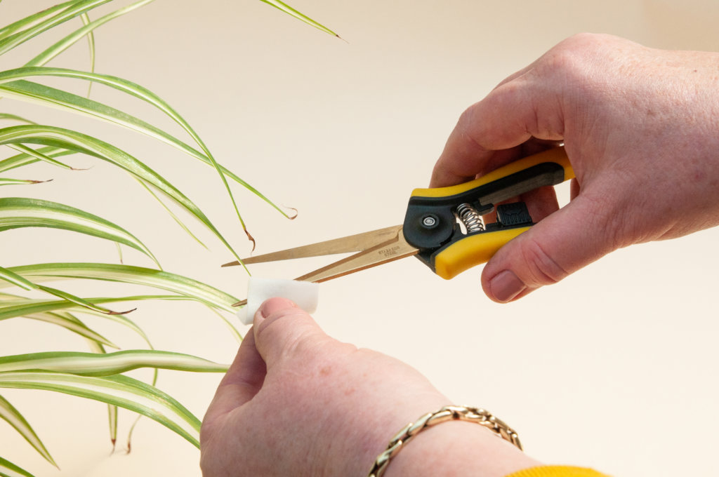 190311_bloomscape-spring-care-stills-26-1024x680-2 How to Trim Your Plants - Wipe Shears