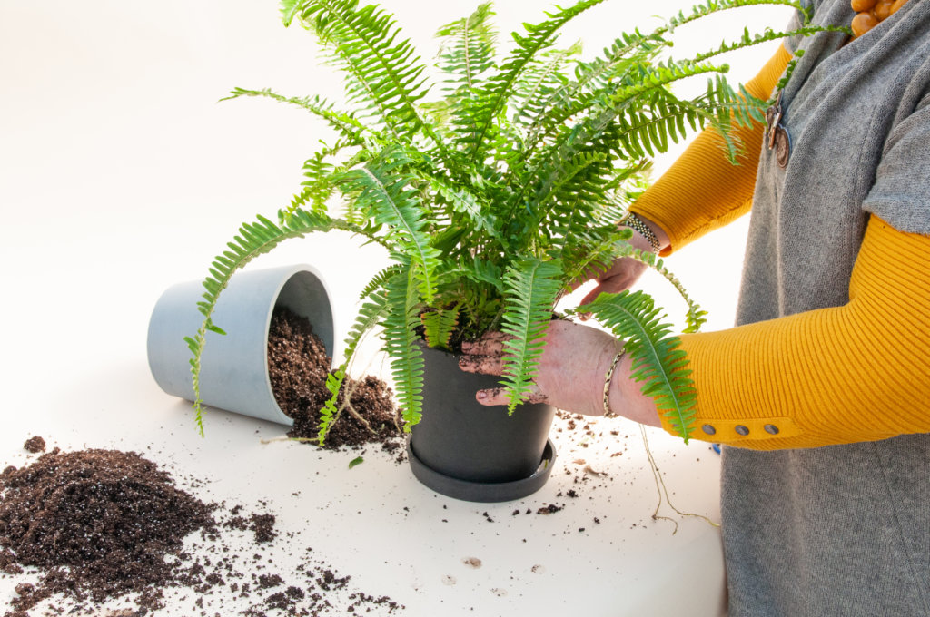 Plant Mom Pro Tips: How to Re-pot Your Plants