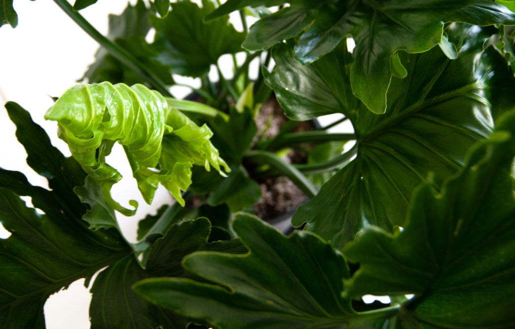 190606-new-growth-6-1024x656-2 What Does New Growth Look Like? | Bloomscape