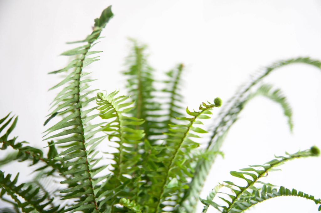 What Does New Growth Look Like? | Bloomscape