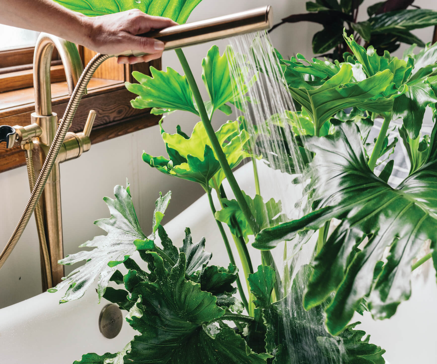 190829_plant-care-for-fallartboard-1-2 advice from plant mom: getting your plants ready for fall