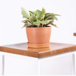 Plant Care Tips For Healthy Indoor Succulents | Bloomscape