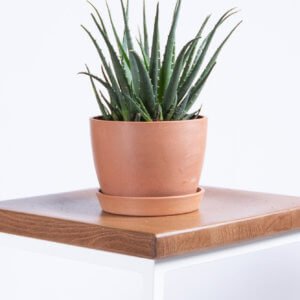 190922-succulents_0001_succulents-blog-post-hedgehog-aloe-300x300-2 Plant Care Tips For Healthy Indoor Succulents | Bloomscape