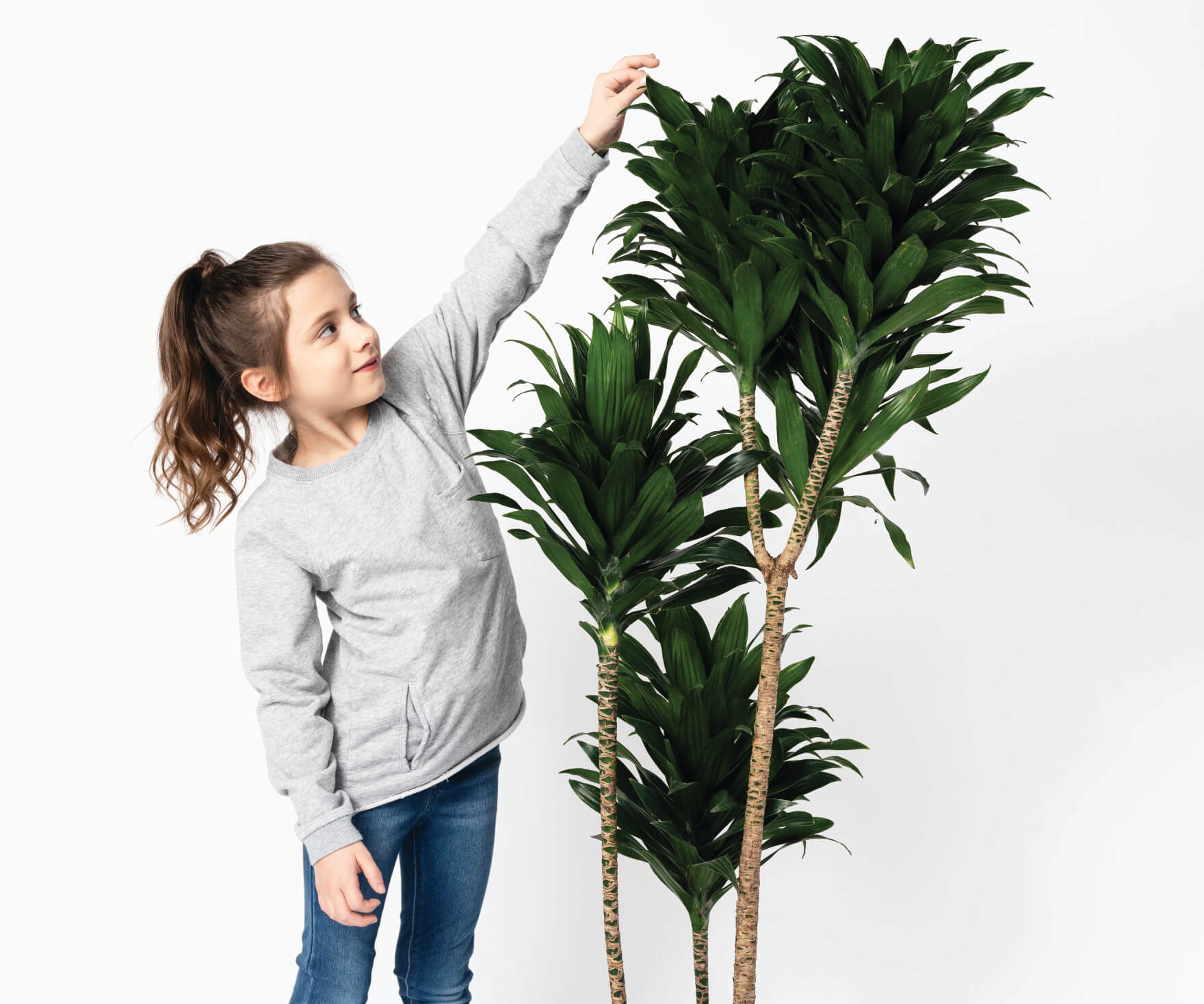 191118_seasonal-depression-main-image-5-2 Bloomscape | Houseplant Therapy for Seasonal Depression