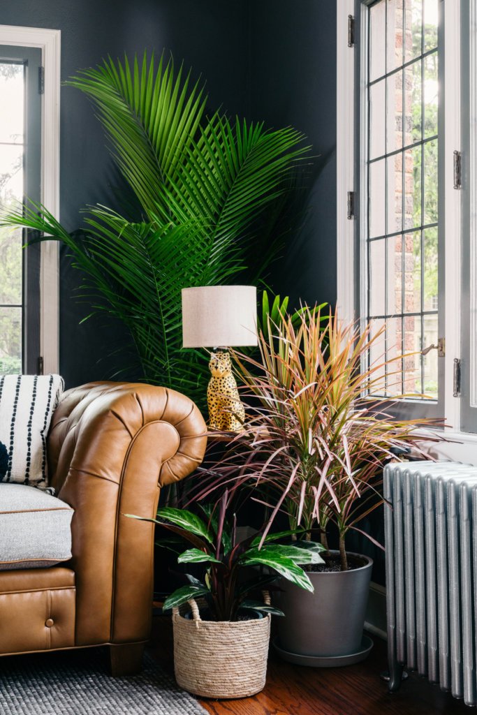 Best Plants for the Living Room Best Plants for the Living Room