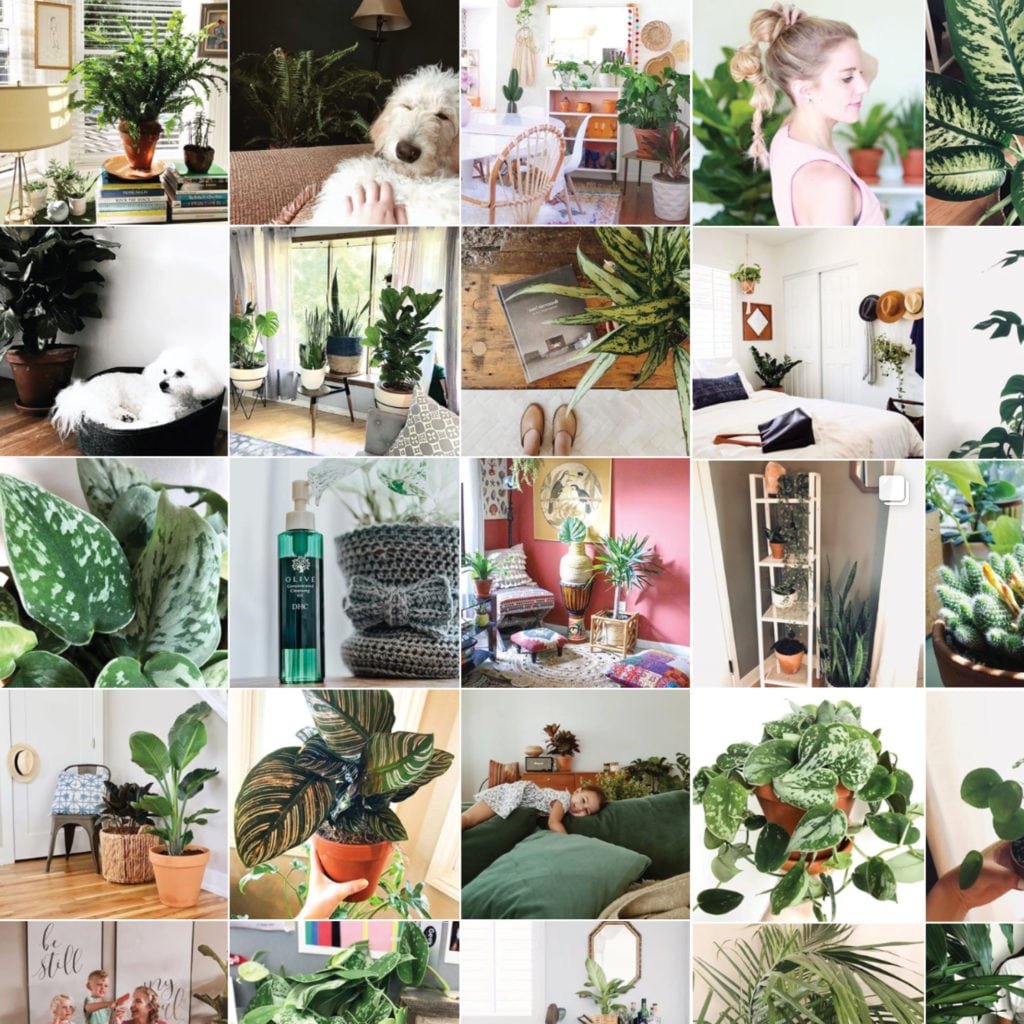 blog-plant-delivery-instagram-1024x1024-2 Bloomscape Indoor Plant Delivery