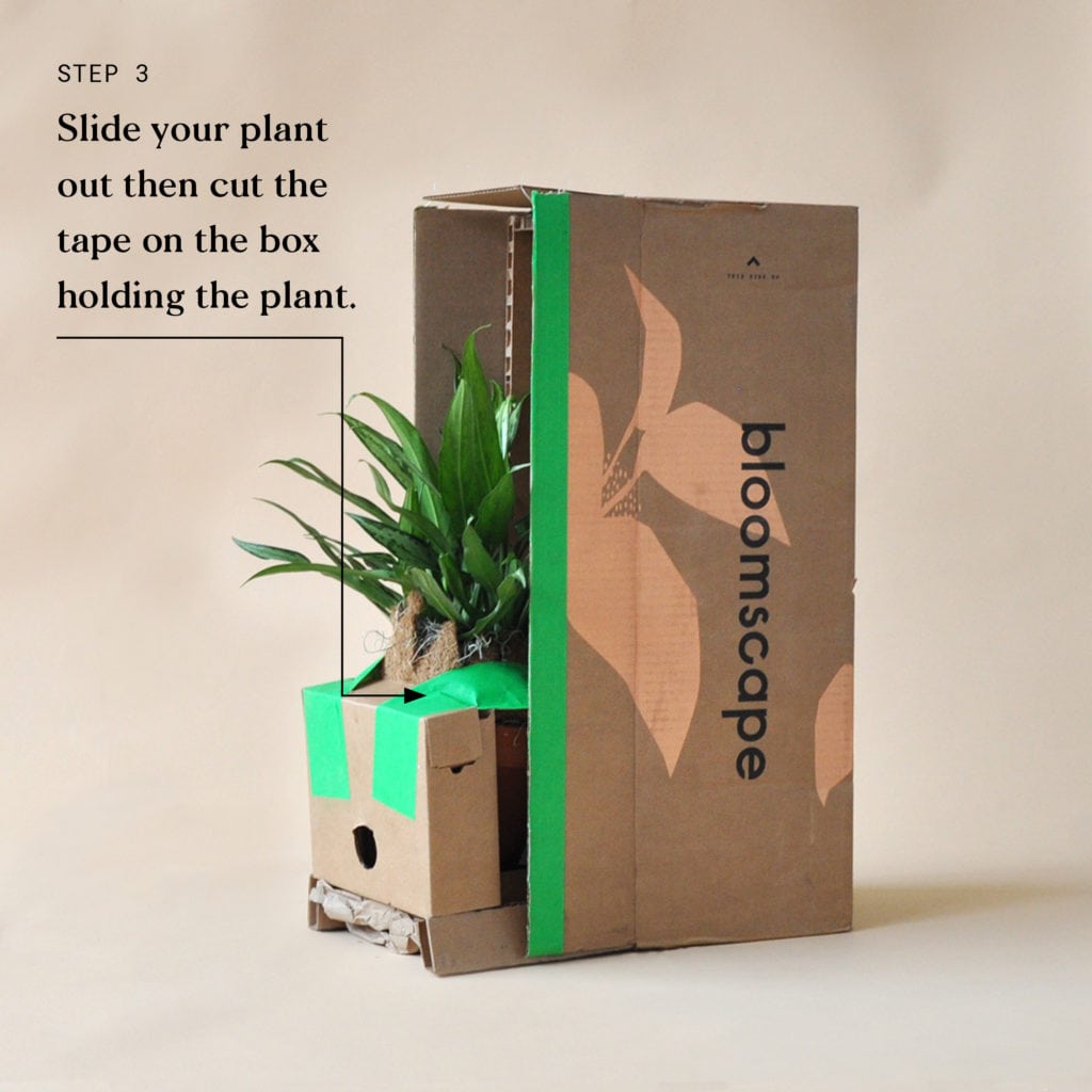 blog-plant-delivery-steps3-1024x1024-2 Indoor Plant Delivery Bloomscape Step 3