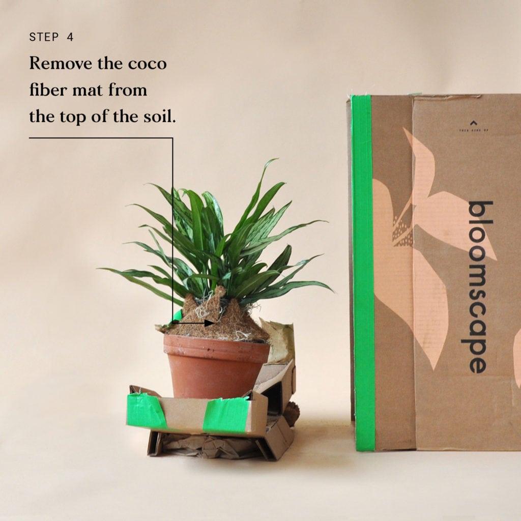 blog-plant-delivery-steps4-1024x1024-2 Indoor Plant Delivery Bloomscape Step 4