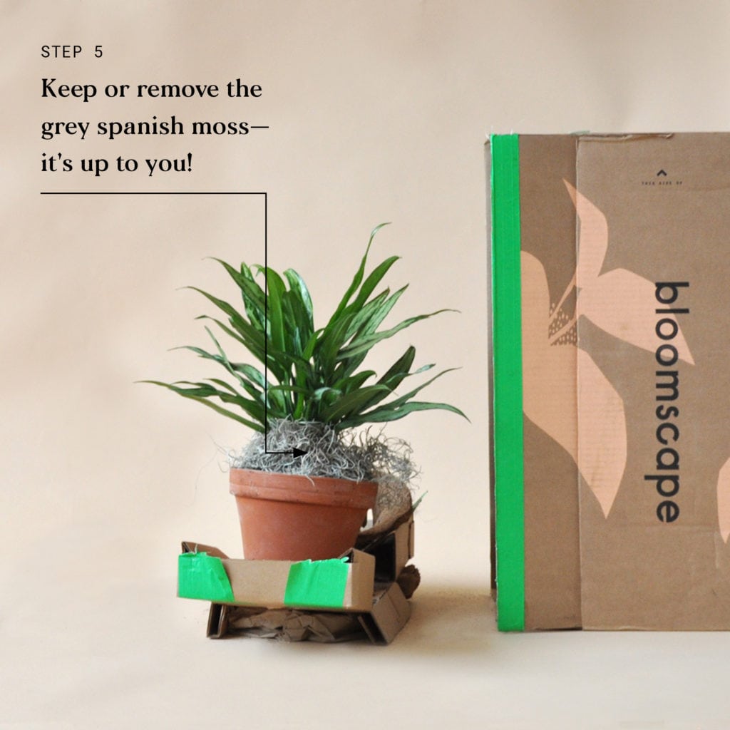 blog-plant-delivery-steps5-1024x1024-2 Indoor Plant Delivery Bloomscape Step 5