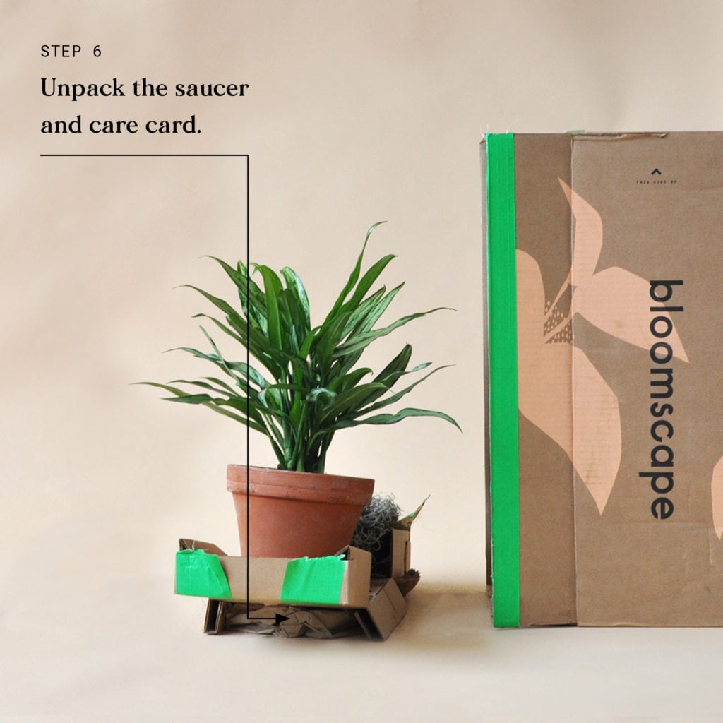 blog-plant-delivery-steps6-1024x1024-2 Indoor Plant Delivery Bloomscape Step 6
