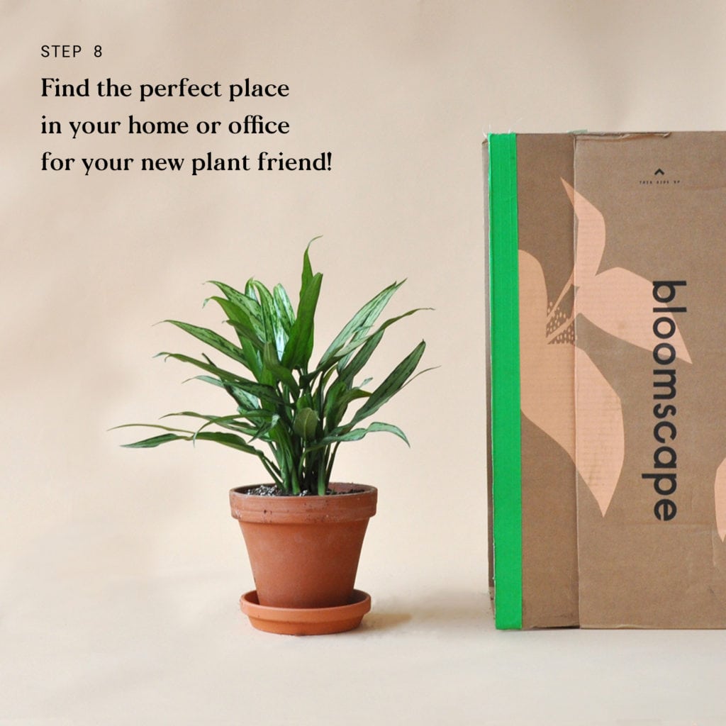 blog-plant-delivery-steps8-1024x1024-2 Indoor Plant Delivery Bloomscape Step 8