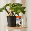 Buy Homeforest Sticky Stakes