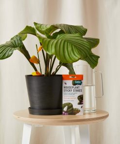 Buy Homeforest Sticky Stakes