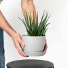 Bloomscape Ecopots Small Pot