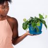 Buy Potted Bloomscape Heartleaf Philodendron