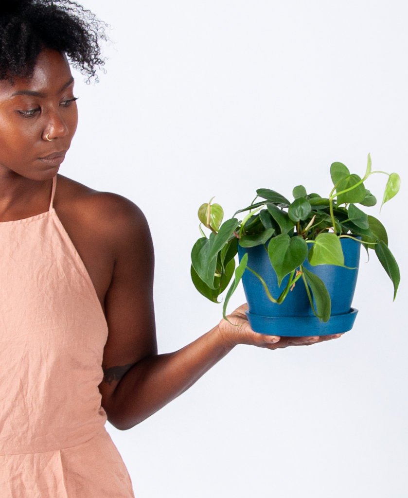 Philodendron - 8 loại cây phong thủy tốt nhất cho nhà của bạn