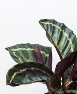 bloomscape-plant-care-guide_calathea-medallion-246x300-2