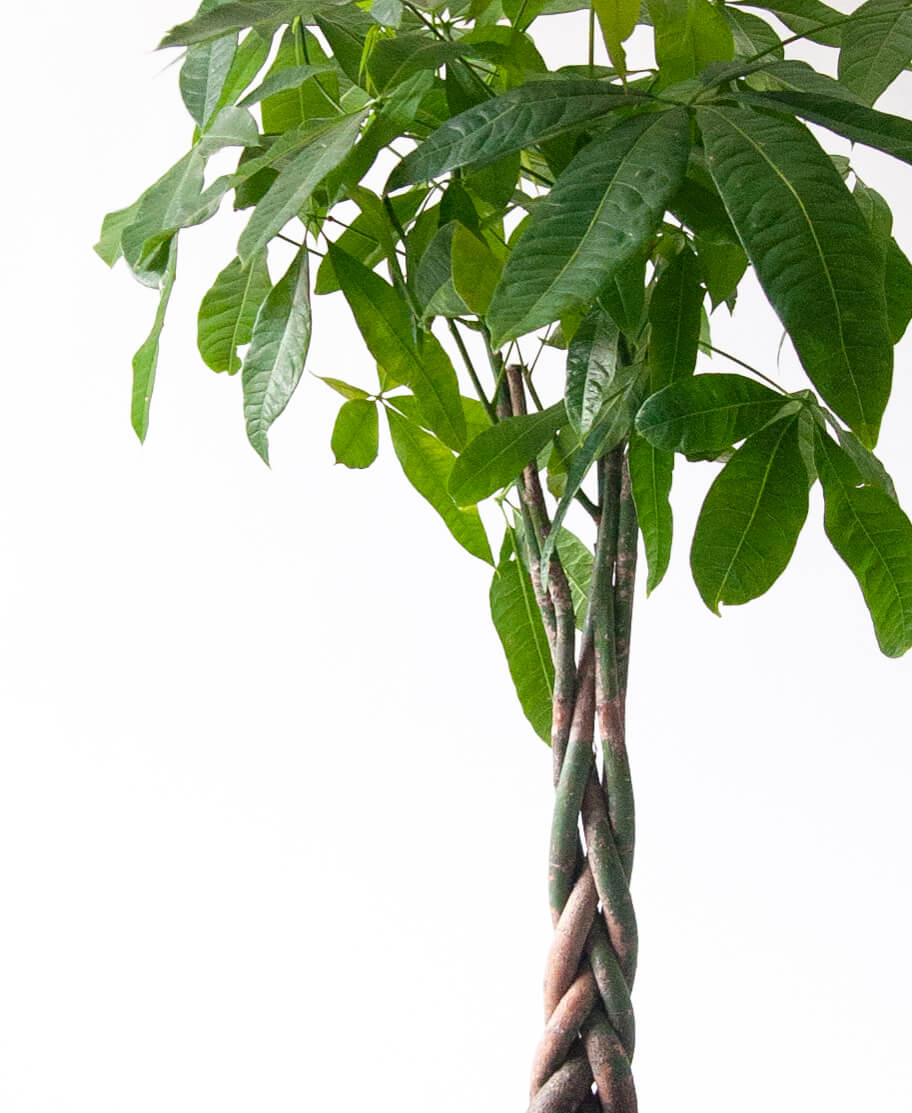 bloomscape-plant-care-guide_money-tree