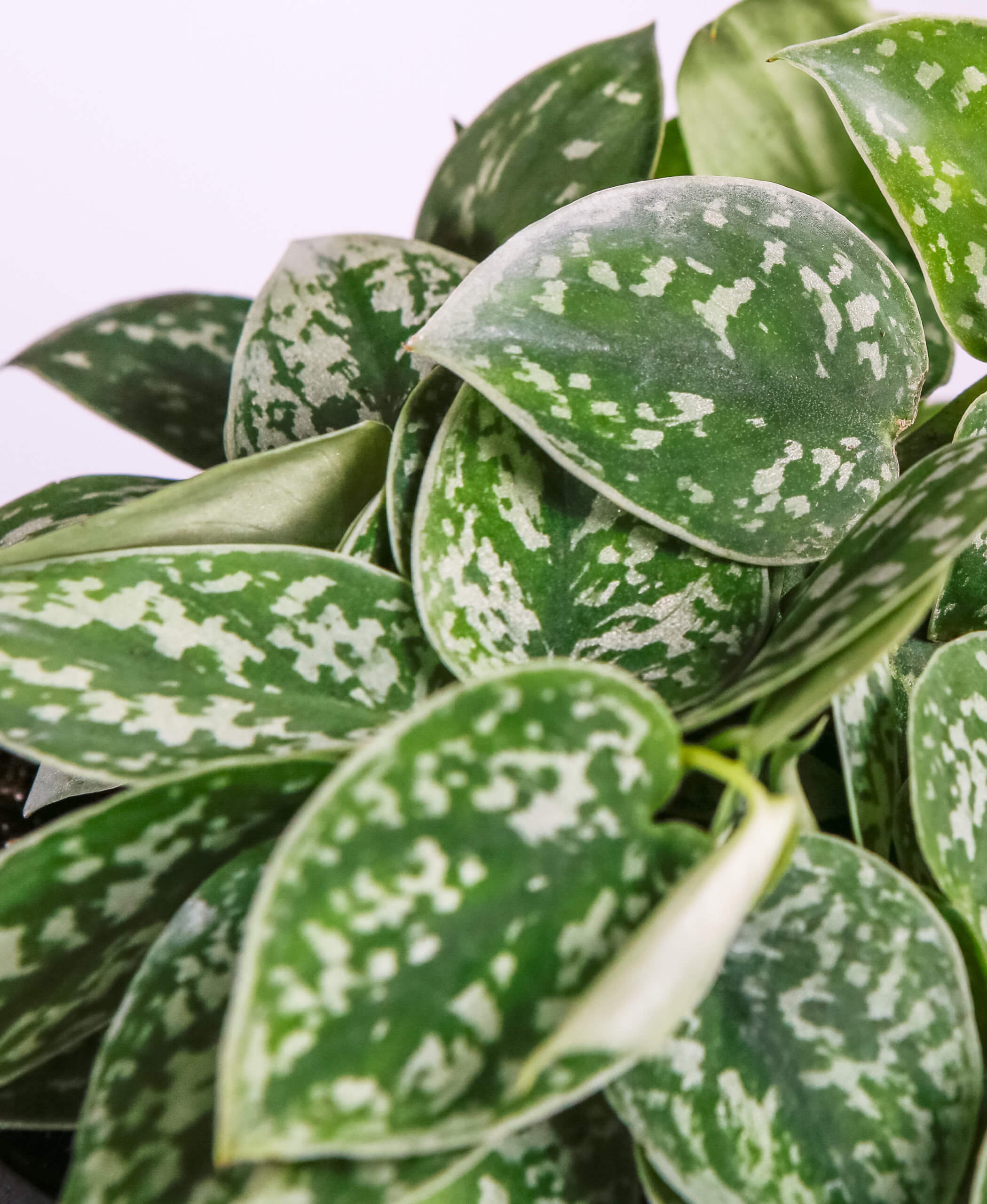 bloomscape-plant-care-guide_silver-pothos-scaled-1