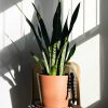 A large sansevieria sits in the sunlight atop a wicker chair against a white wall.