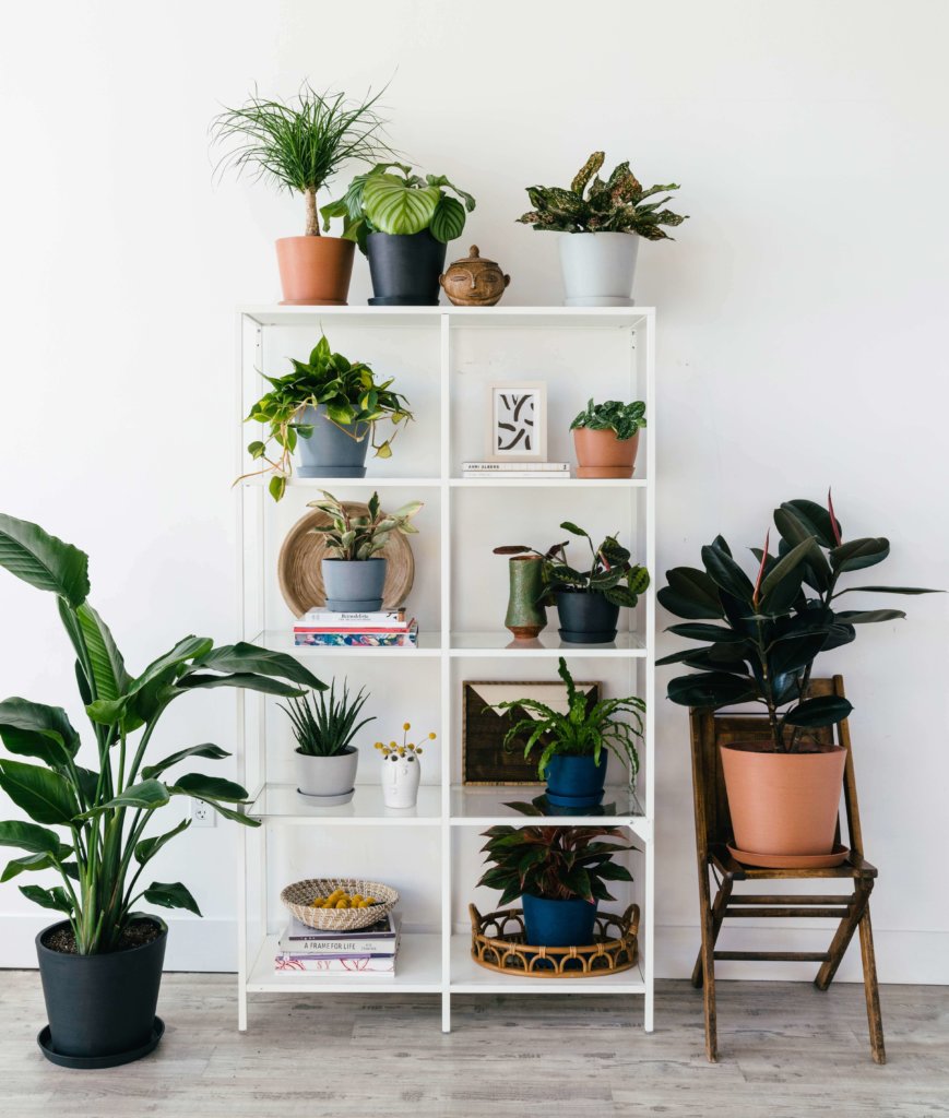 bloomscape_19-spring-shelfie-7-e1553615307481-869x1024-2