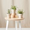Buy Homeforest Potted Aromatic Collection