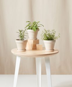 Buy Homeforest Potted Aromatic Collection
