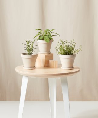 Buy Bloomscape Potted Aromatic Collection