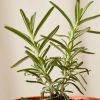 Buy Homeforest Potted Rosemary