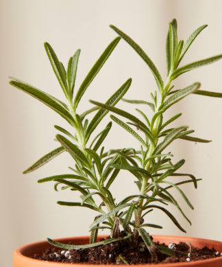 Buy Homeforest Potted Rosemary