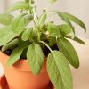 Buy Homeforest Potted Sage