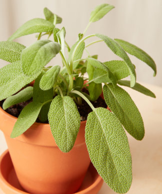 Buy Homeforest Potted Sage