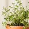 Buy Homeforest Potted Thyme