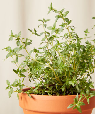 Buy Homeforest Potted Thyme