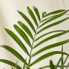 Buy Homeforest Potted Bamboo Palm
