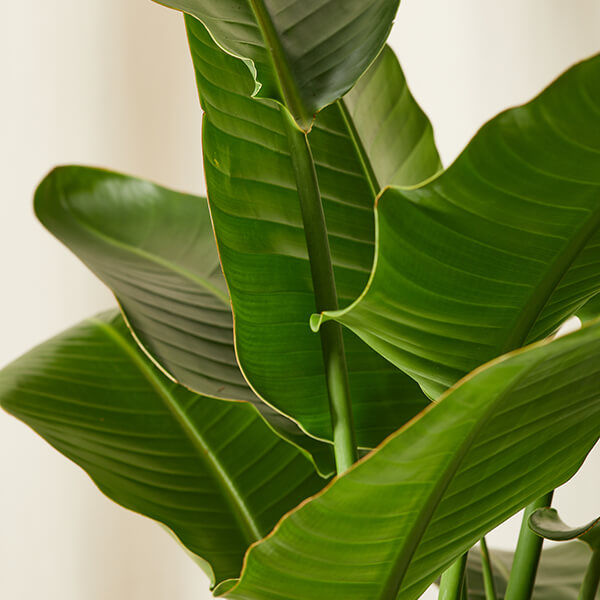 bloomscape_bird-of-paradise_detail_600x600