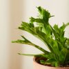 Buy Homeforest Potted Bird's Nest Fern