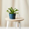 Buy Homeforest Potted Bird's Nest Fern