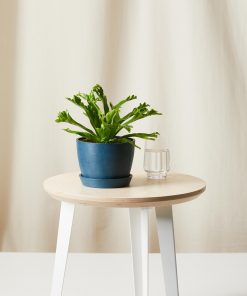 Buy Homeforest Potted Bird's Nest Fern