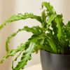 Buy Homeforest Potted Bird's Nest Fern