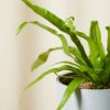 Buy Homeforest Potted Bird's Nest Fern