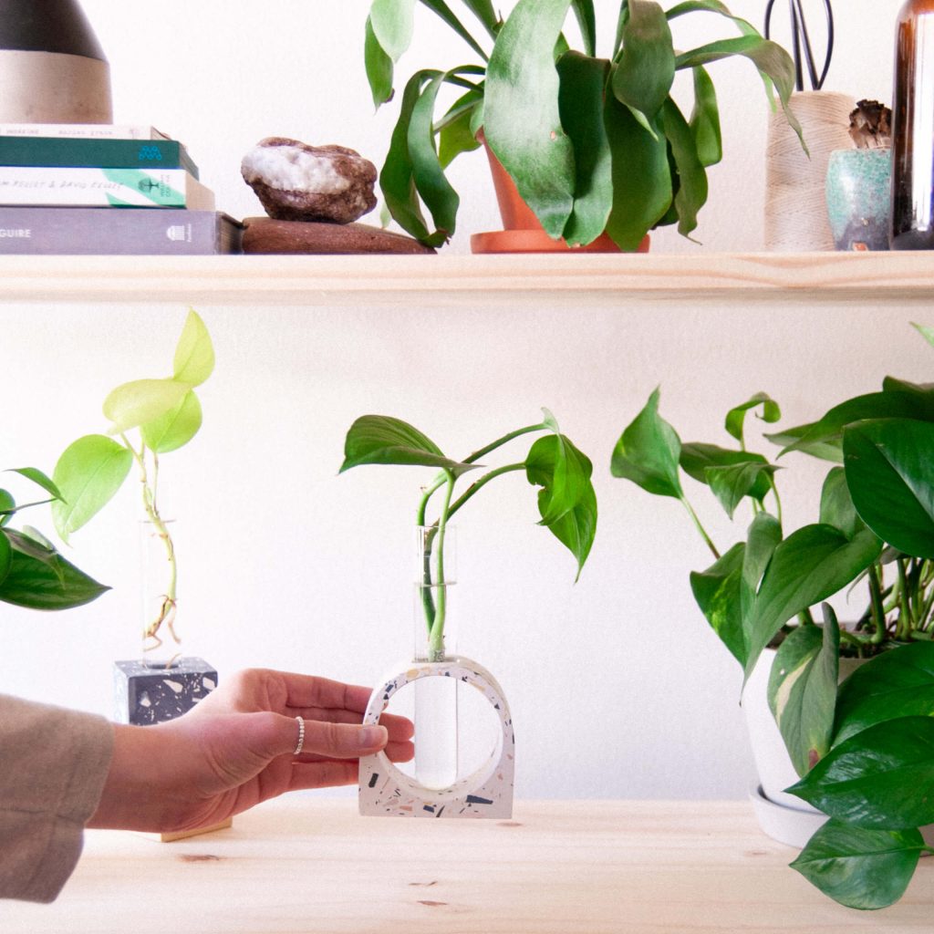 Cách nhân giống các loại cây treo