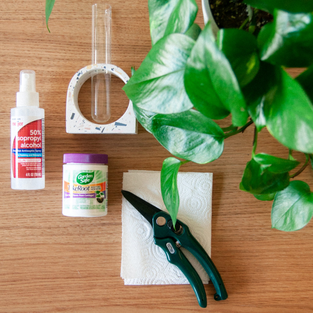 các vật dụng nhân giống cây