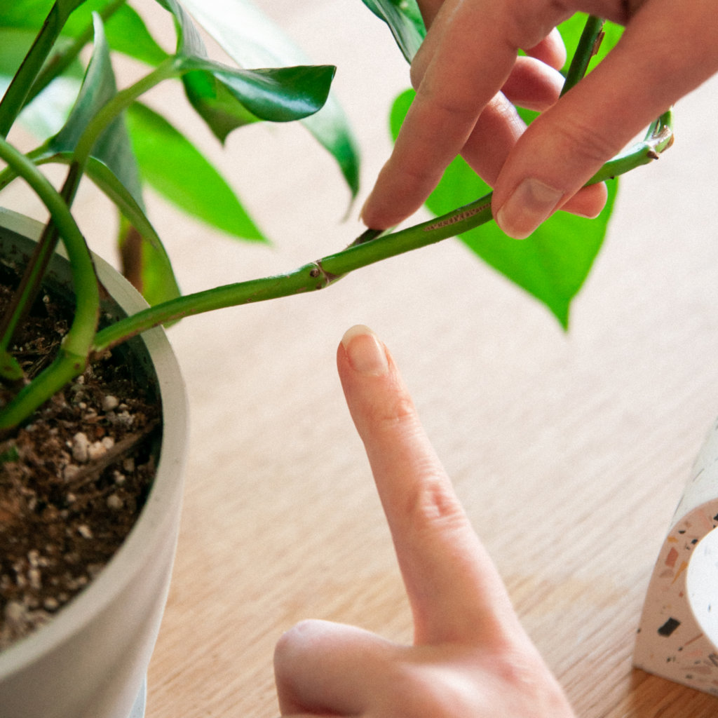 Xác định nốt rễ trên thân cây