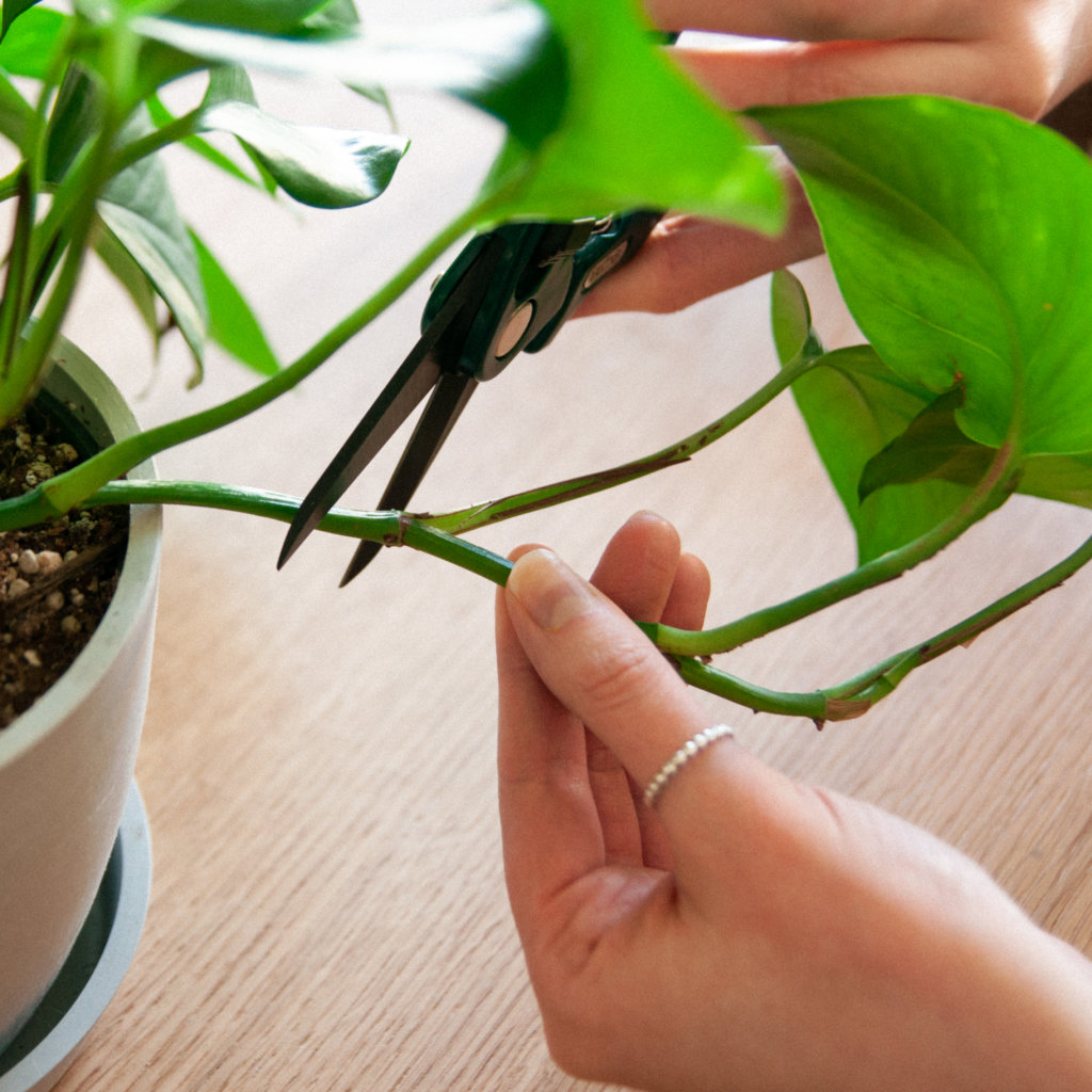 cắt cây ngay bên dưới nút đã xác định