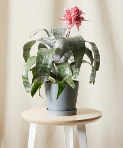 Bromeliad Aechmea Pink