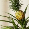 Buy Homeforest Potted Bromeliad Pineapple